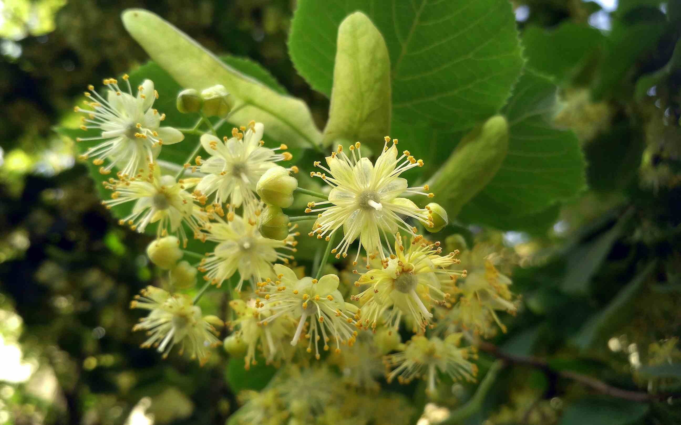 Linden flowers